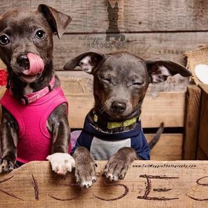 Meet your Posher, Julie